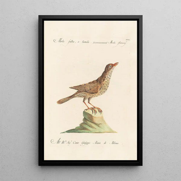 Ornithologia methodice digesta Pl283 - Saverio Manetti — ingelijst kunstwerk aan de muur