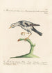 Ornithologia methodice digesta Pl284 - Saverio Manetti — artwork view