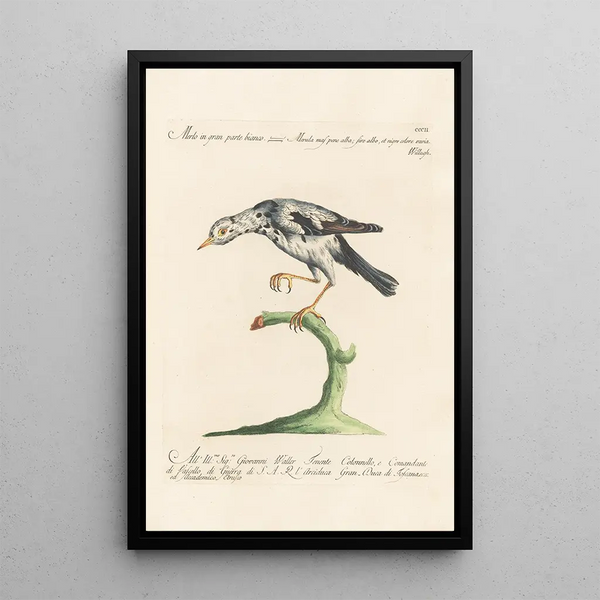 Ornithologia methodice digesta Pl284 - Saverio Manetti — ingelijst kunstwerk aan de muur