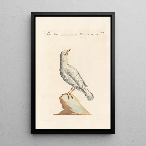 Ornithologia methodice digesta Pl285 - Saverio Manetti — ingelijst kunstwerk aan de muur