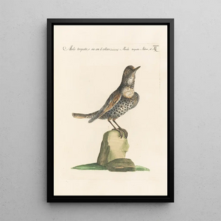 Saverio Manetti - Ornithologia methodice digesta Pl286.webp