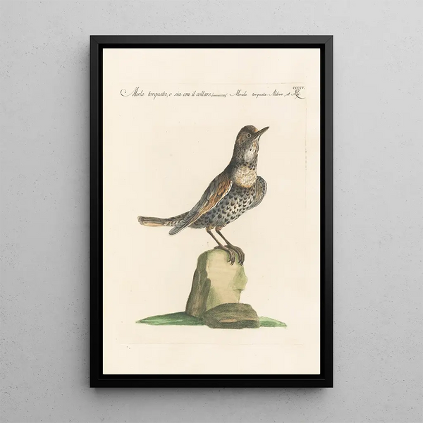 Ornithologia methodice digesta Pl286 - Saverio Manetti — ingelijst kunstwerk aan de muur
