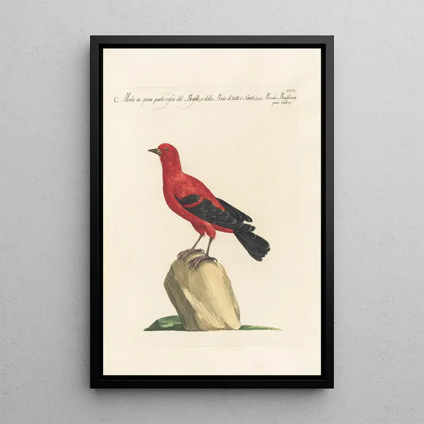 Ornithologia methodice digesta Pl287 - Saverio Manetti — ingelijst kunstwerk aan de muur