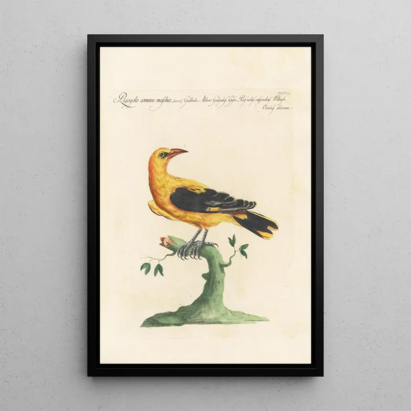 Ornithologia methodice digesta Pl289 - Saverio Manetti — ingelijst kunstwerk aan de muur