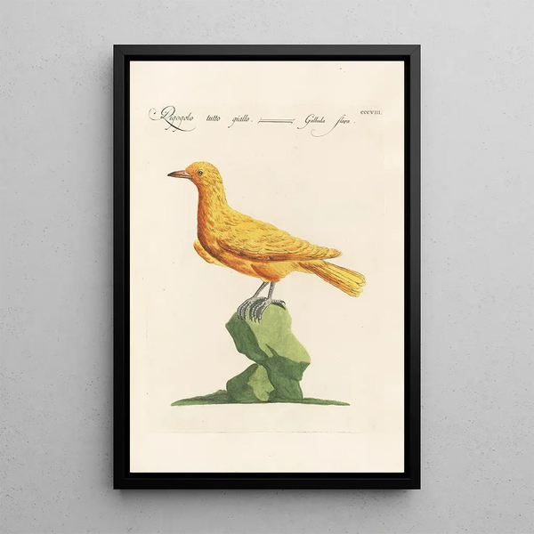 Ornithologia methodice digesta Pl290 - Saverio Manetti — ingelijst kunstwerk aan de muur
