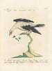 Ornithologia methodice digesta Pl291 - Saverio Manetti — artwork view