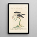 Ornithologia methodice digesta Pl291 - Saverio Manetti — framed artwork on a wall