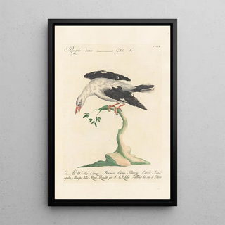 Saverio Manetti - Ornithologia methodice digesta Pl291.webp