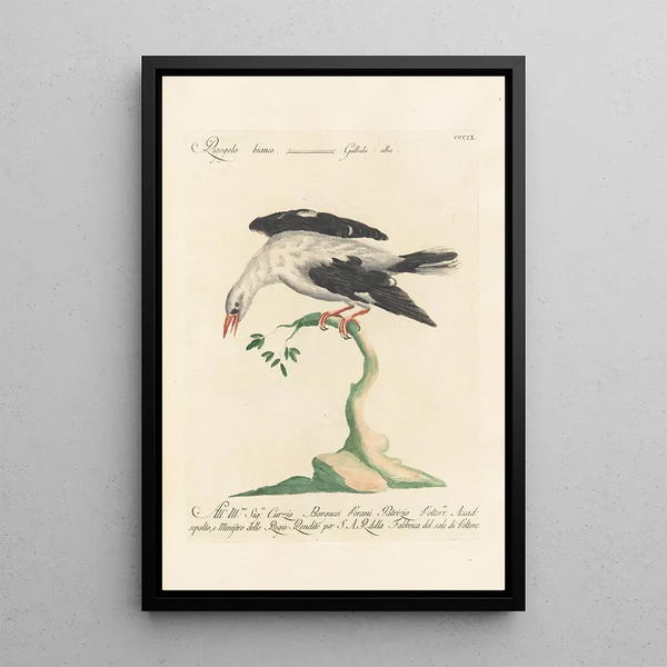 Ornithologia methodice digesta Pl291 - Saverio Manetti — ingelijst kunstwerk aan de muur