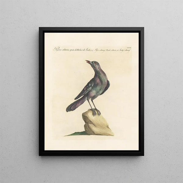 Vogelkennis systematisch geordend Pl292 - Saverio Manetti — ingelijst kunstwerk aan de muur