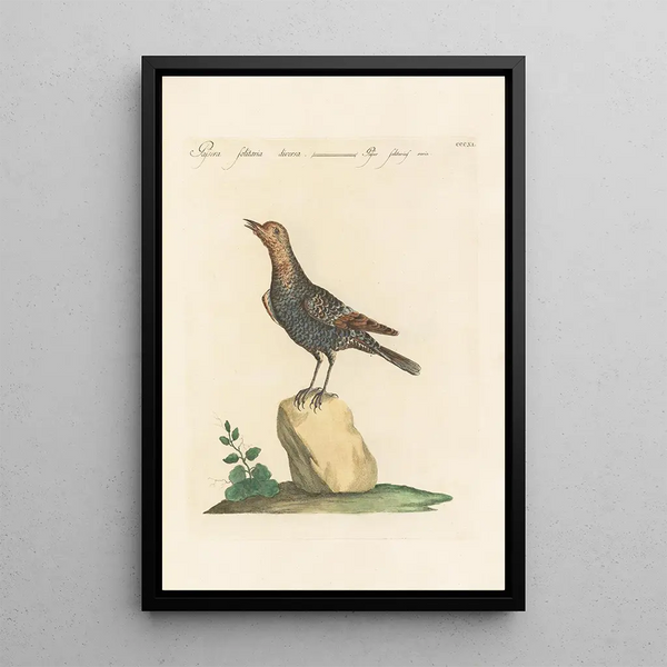 Ornithologia methodice digesta Pl293 - Saverio Manetti — ingelijst kunstwerk aan de muur