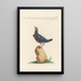 Ornithologia methodice digesta Pl294 - Saverio Manetti — framed artwork on a wall