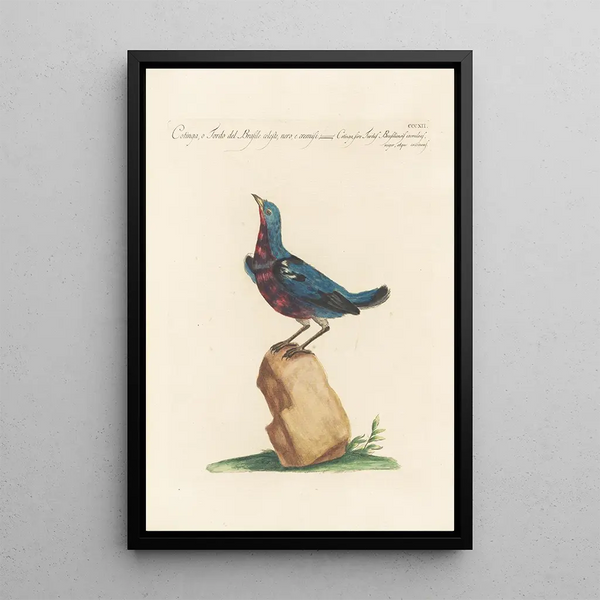 Ornithologia methodice digesta Pl294 - Saverio Manetti — ingelijst kunstwerk aan de muur