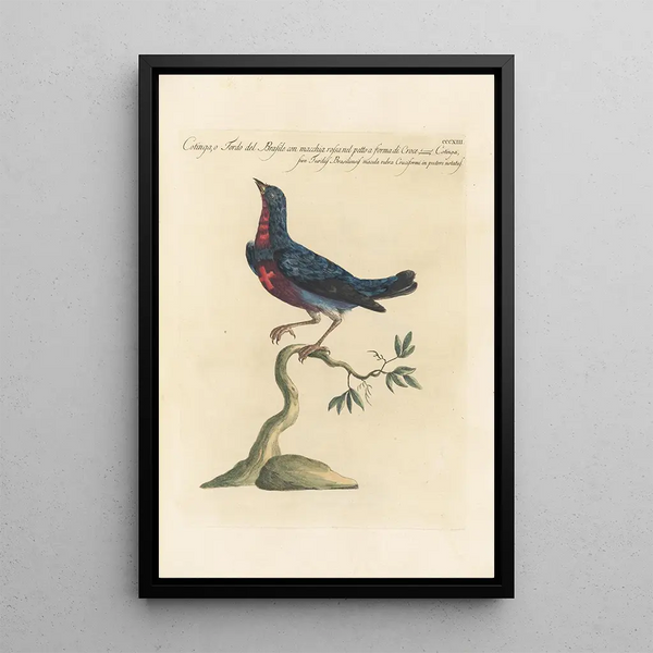 Ornithologia methodice digesta Pl295 - Saverio Manetti — ingelijst kunstwerk aan de muur