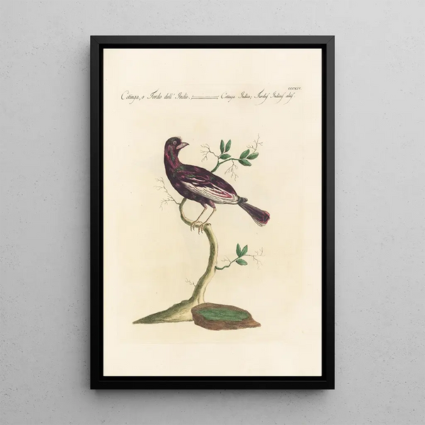 Ornithologia methodice digesta Pl296 - Saverio Manetti — ingelijst kunstwerk aan de muur