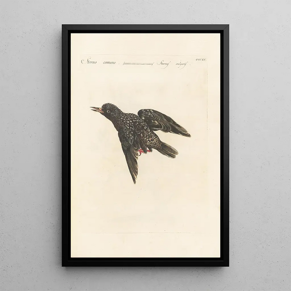 Ornithologia methodice digesta Pl297 - Saverio Manetti — ingelijst kunstwerk aan de muur