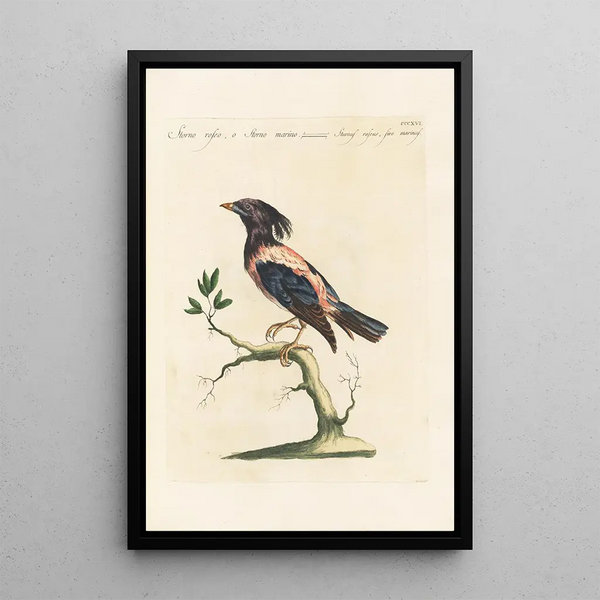 Ornithologia methodice digesta Pl298 - Saverio Manetti — ingelijst kunstwerk aan de muur