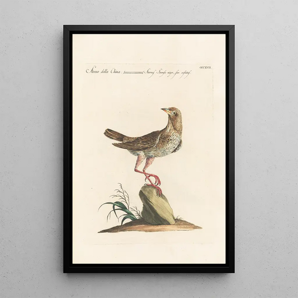 Ornithologia methodice digesta Pl299 - Saverio Manetti — ingelijst kunstwerk aan de muur