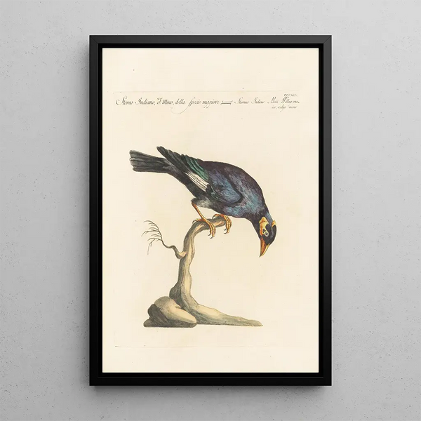 Ornithologia methodice digesta Pl301 - Saverio Manetti — ingelijst kunstwerk aan de muur