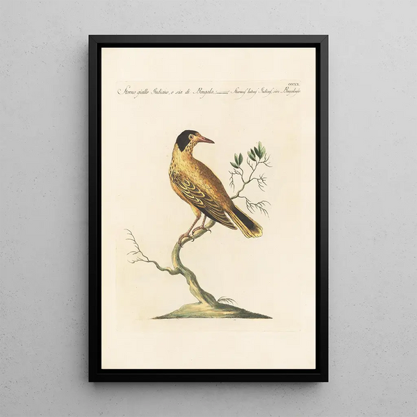 Ornithologia methodice digesta Pl302 - Saverio Manetti — ingelijst kunstwerk aan de muur