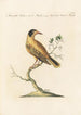 Ornithologia methodice digesta Pl302 - Saverio Manetti — artwork view