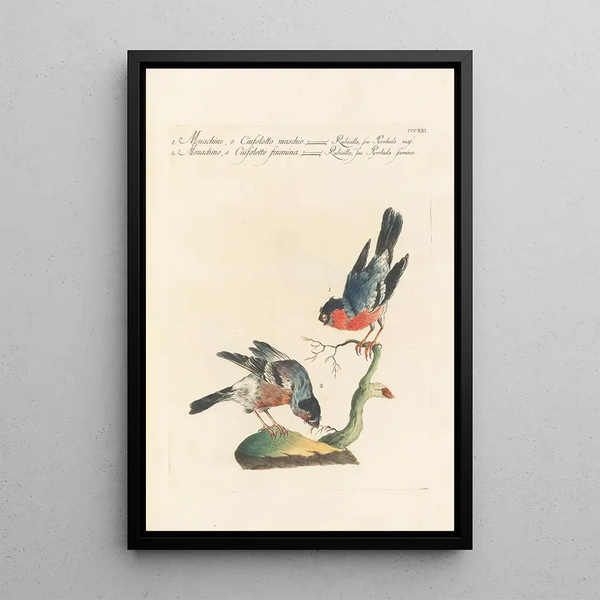 Ornithologia methodice digesta Pl303 - Saverio Manetti — ingelijst kunstwerk aan de muur