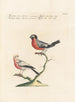 Ornithologia methodice digesta Pl304 - Saverio Manetti — artwork view