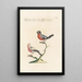 Ornithologia methodice digesta Pl304 - Saverio Manetti — framed artwork on a wall