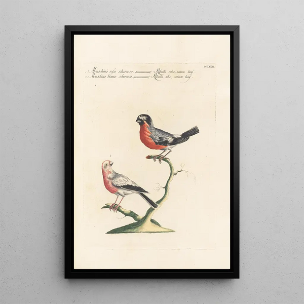 Ornithologia methodice digesta Pl304 - Saverio Manetti — ingelijst kunstwerk aan de muur