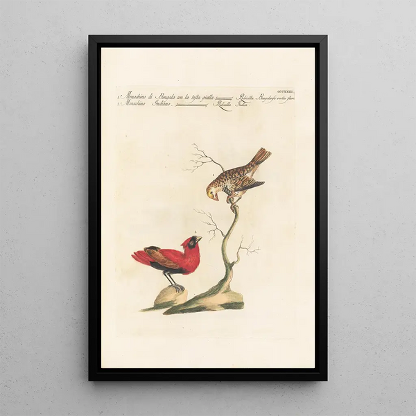 Ornithologia methodice digesta Pl305 - Saverio Manetti — ingelijst kunstwerk aan de muur
