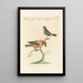 Ornithologia methodice digesta Pl306 - Saverio Manetti — framed artwork on a wall