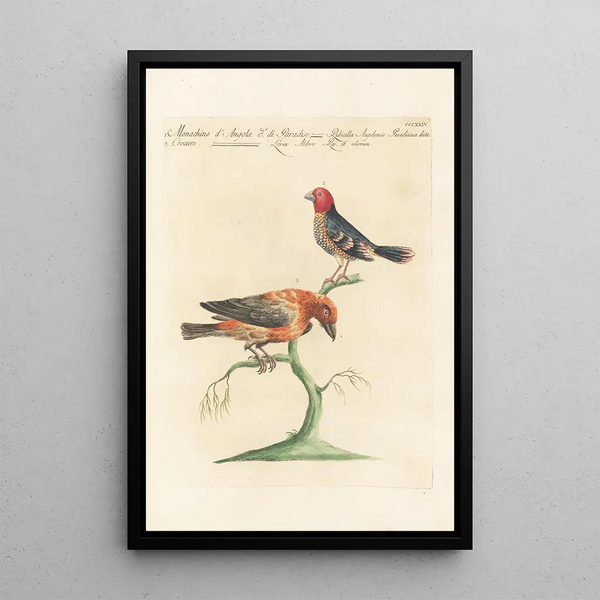 Ornithologia methodice digesta Pl306 - Saverio Manetti — ingelijst kunstwerk aan de muur