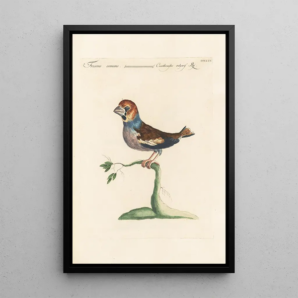 Ornithologia methodice digesta Pl307 - Saverio Manetti — ingelijst kunstwerk aan de muur