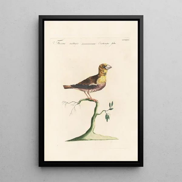 Ornithologia methodice digesta Pl308 - Saverio Manetti — ingelijst kunstwerk aan de muur