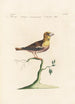 Ornithologia methodice digesta Pl308 - Saverio Manetti — artwork view