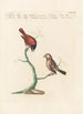 Ornithologia methodice digesta Pl309 - Saverio Manetti — artwork view
