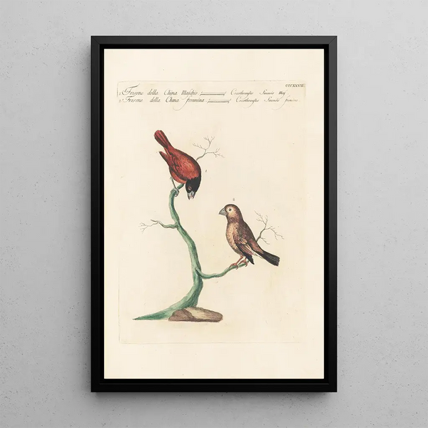 Ornithologia methodice digesta Pl309 - Saverio Manetti — ingelijst kunstwerk aan de muur