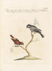 Ornithologia methodice digesta Pl310 - Saverio Manetti — artwork view