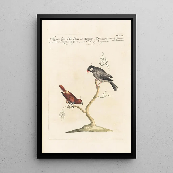 Ornithologia methodice digesta Pl310 - Saverio Manetti — ingelijst kunstwerk aan de muur