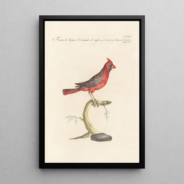 Ornithologia methodice digesta Pl311 - Saverio Manetti — ingelijst kunstwerk aan de muur