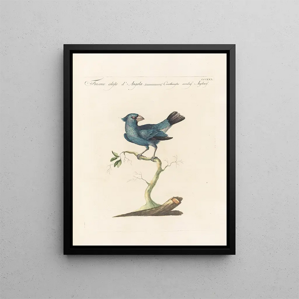 Vogelkennis systematisch geordend Pl312 - Saverio Manetti — ingelijst kunstwerk aan de muur
