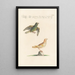 Ornithologia methodice digesta Pl313 - Saverio Manetti — framed artwork on a wall