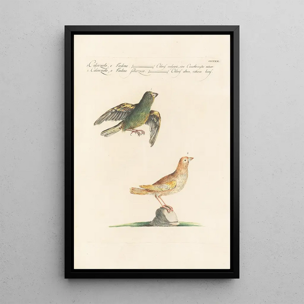 Ornithologia methodice digesta Pl313 - Saverio Manetti — ingelijst kunstwerk aan de muur