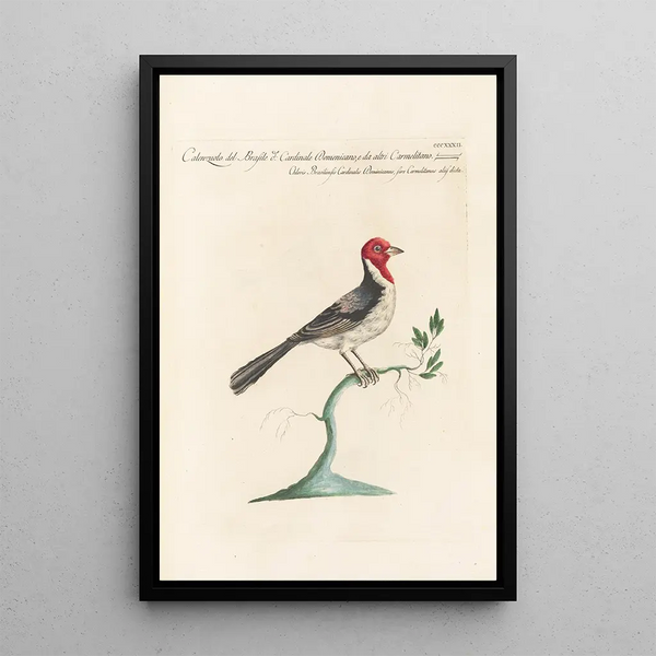 Ornithologia methodice digesta Pl314 - Saverio Manetti — ingelijst kunstwerk aan de muur