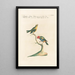 Ornithologia methodice digesta Pl315 - Saverio Manetti — framed artwork on a wall