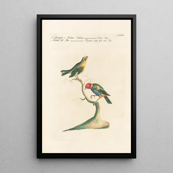 Ornithologia methodice digesta Pl315 - Saverio Manetti — ingelijst kunstwerk aan de muur