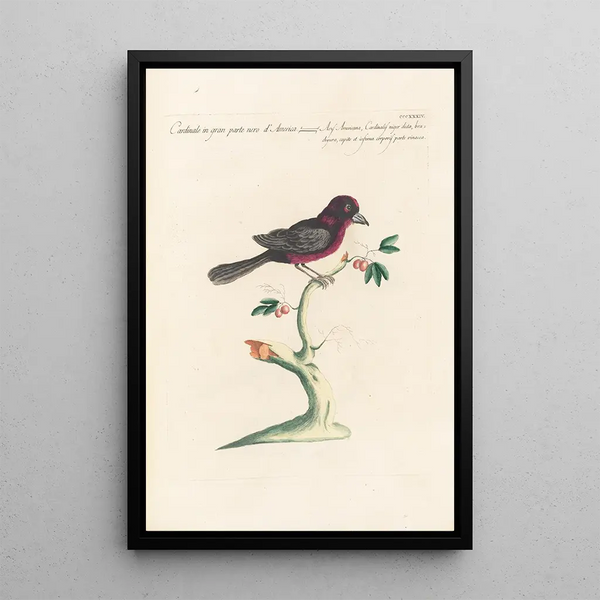 Ornithologia methodice digesta Pl316 - Saverio Manetti — ingelijst kunstwerk aan de muur
