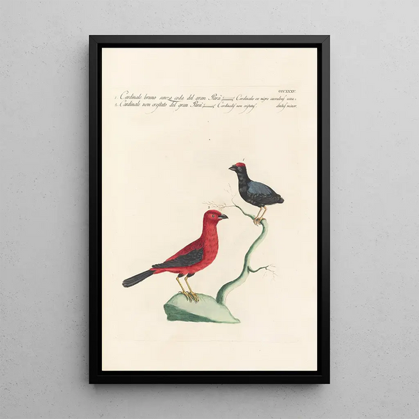 Ornithologia methodice digesta Pl317 - Saverio Manetti — ingelijst kunstwerk aan de muur