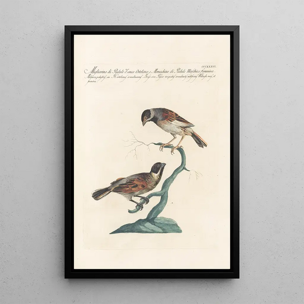 Ornithologia methodice digesta Pl318 - Saverio Manetti — ingelijst kunstwerk aan de muur