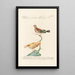 Ornithologia methodice digesta Pl319 - Saverio Manetti — framed artwork on a wall